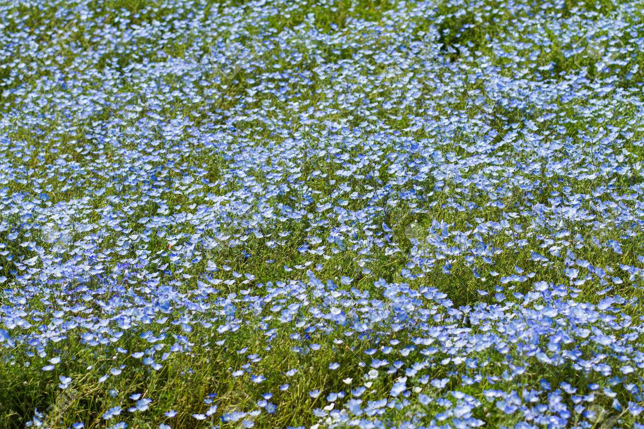 ネモフィラ フィールドや柔らかな光と影の水色の目 ファイアウッド ネモフィラ カリフォルニア ブルーベル の写真素材 画像素材 Image