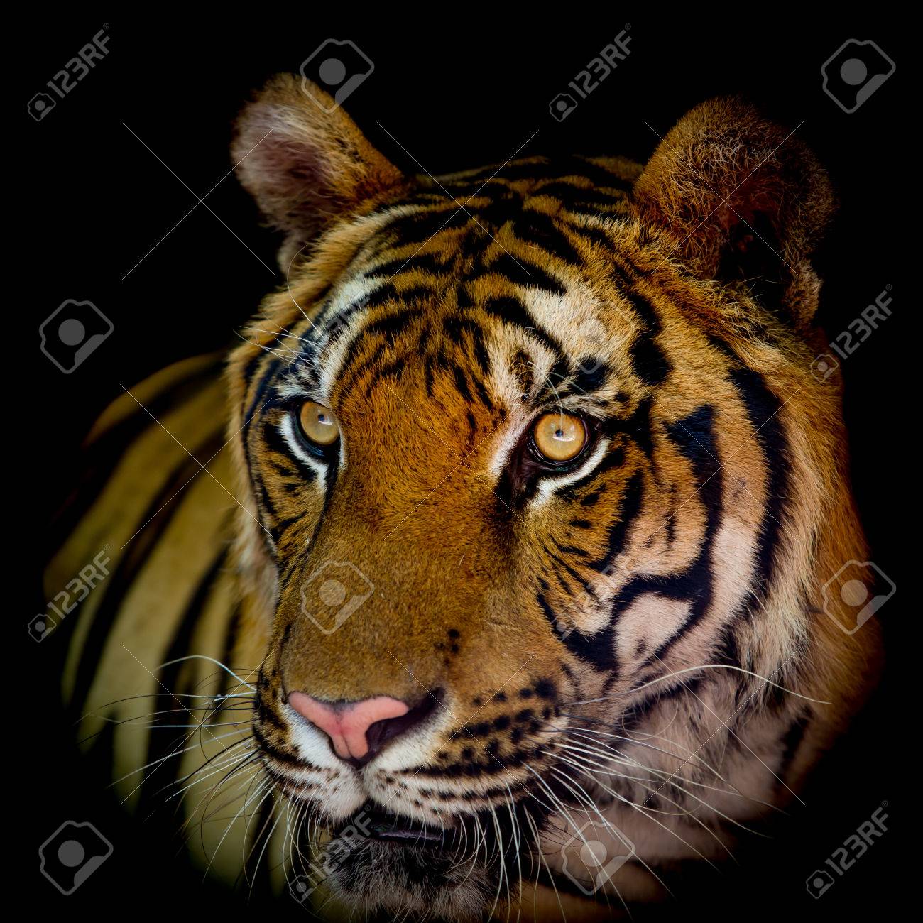 etiam-dictum-ipsum-a-felis