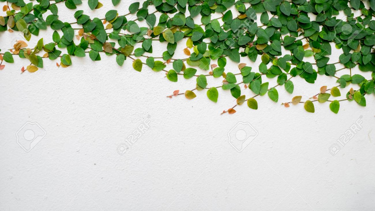 背景 セメント グリーン アイビー 自然 パターン テクスチャ 植物の壁 の写真素材 画像素材 Image