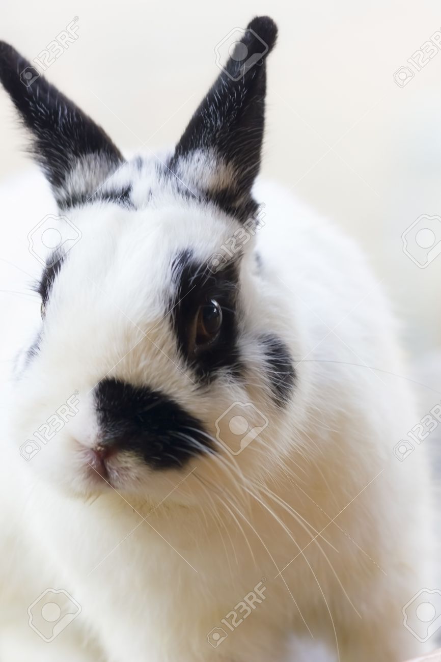 black and white netherland dwarf rabbit