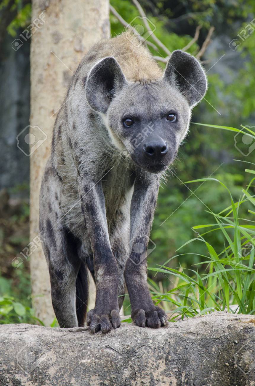 Close Up Portrait Image Of A Spotted Hyena Standing Amongst The Rocks Stock Photo Picture And Royalty Free Image Image Close Up Portrait Image Of A Spotted Hyena Standing Amongst The Rocks Stock Photo Picture And Royalty Free Image Image