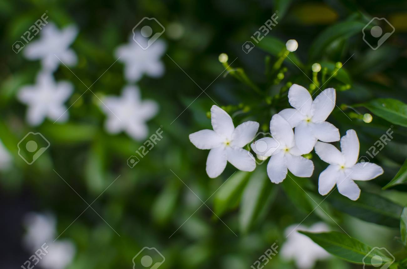 Dorange Jessamine Satin Bois Cosmétique écorce Darbre Fleur Blanche Sous Extérieure De Léclairage Naturel Avec Une Profonde Fond Vert Foncé