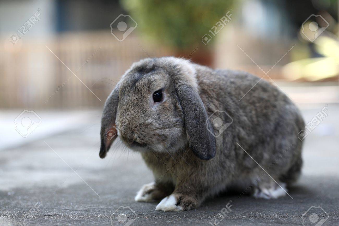 かわいい茶色の赤ちゃんうさぎウサギをホーラン ドロップ 1 の写真素材 画像素材 Image