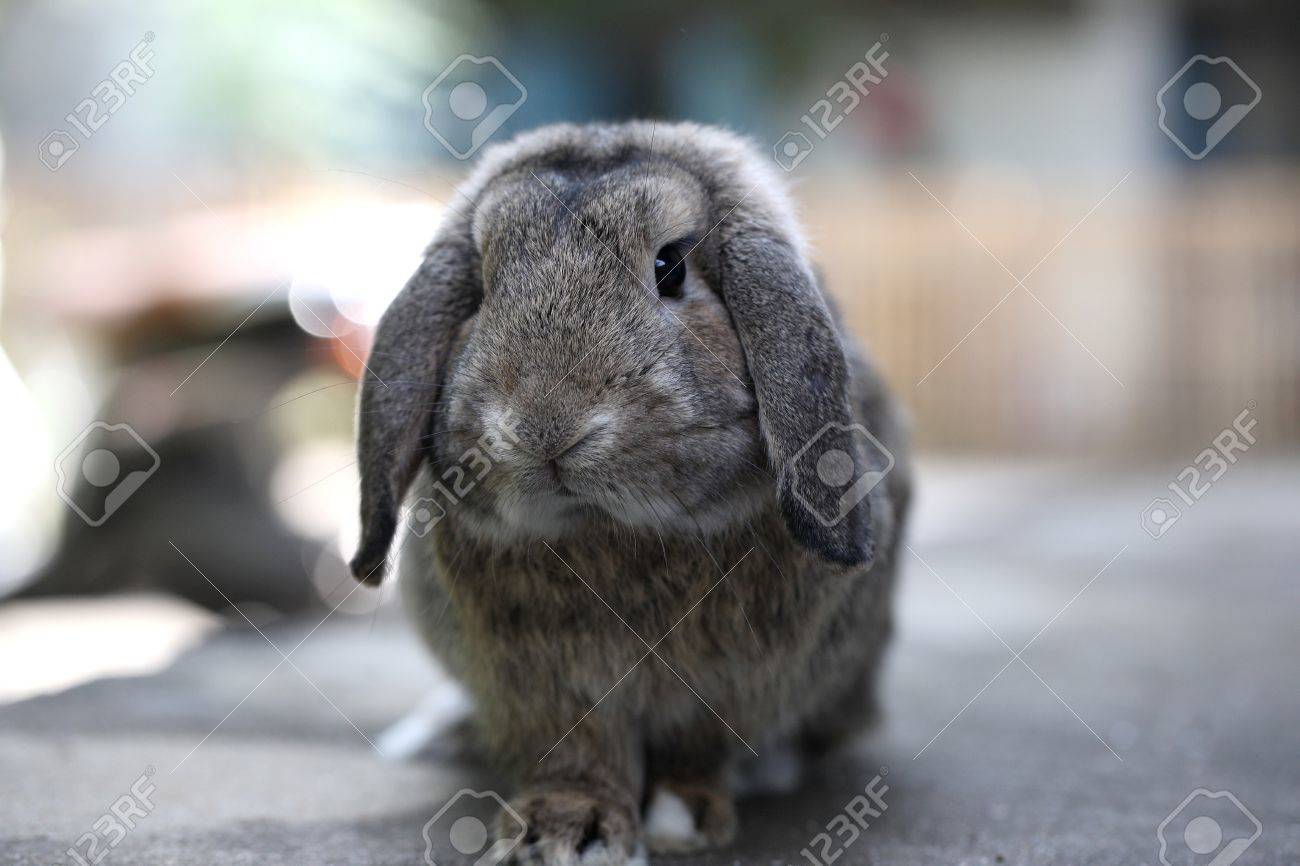 gray holland lop