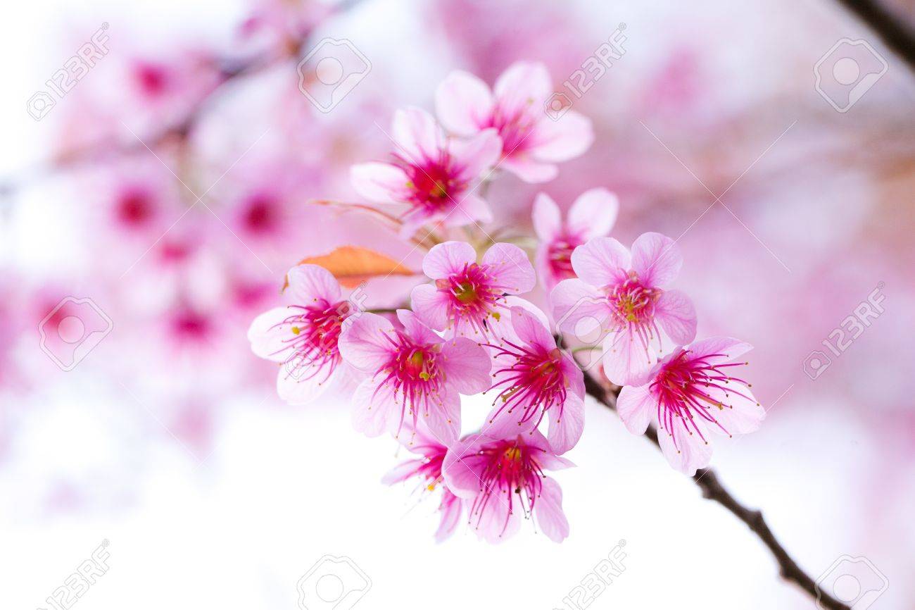 ＊ピンクFlower＊シーグラスアート 桜pink*flower*happiness春の訪れ シーグラスアート （9月 「秋の