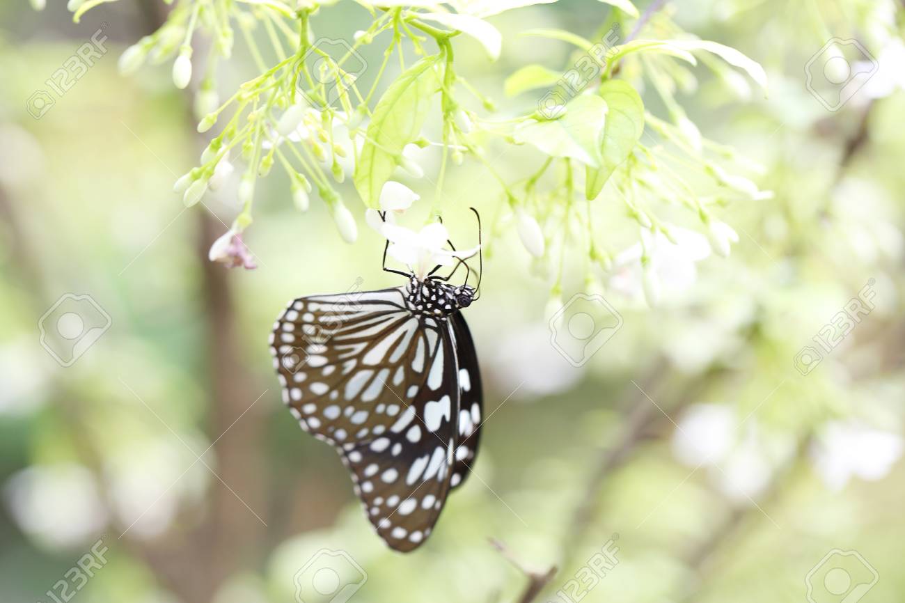 朝自然に蝶飛ぶ の写真素材 画像素材 Image