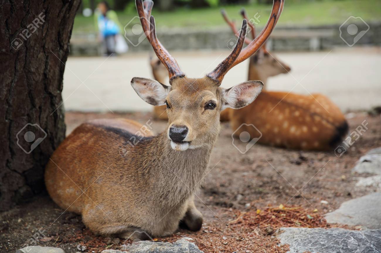 奈良市の野生の鹿 の写真素材 画像素材 Image