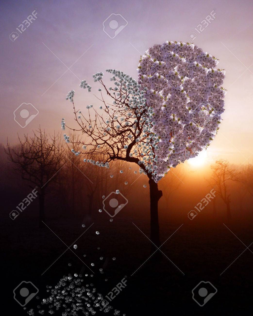 Color Photo Montage Of Romantic Broken Heart Tree In Sunset Stock Photo Picture And Royalty Free Image Image 76911539 From the silhouettes by the silhouettes. color photo montage of romantic broken heart tree in sunset
