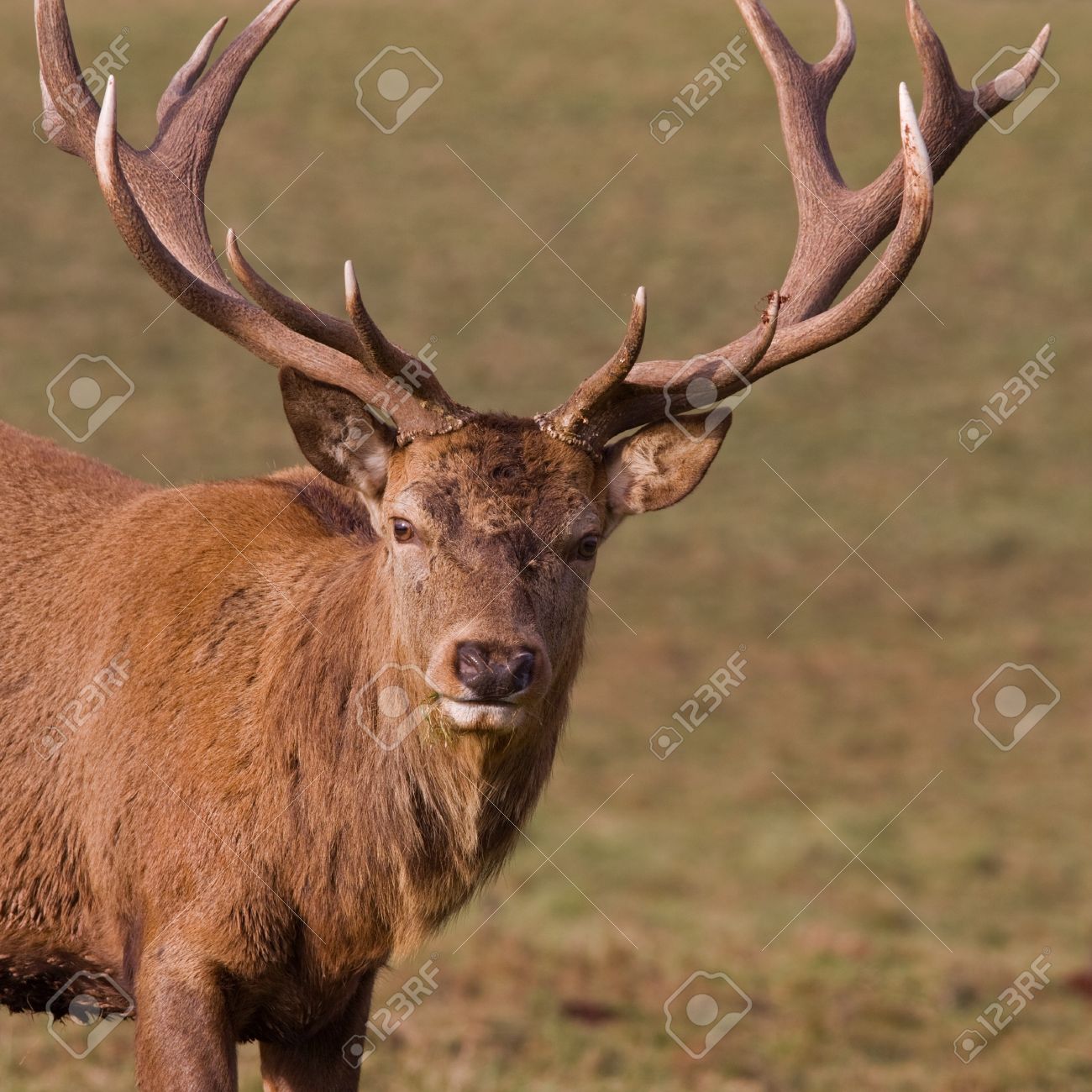 large deer