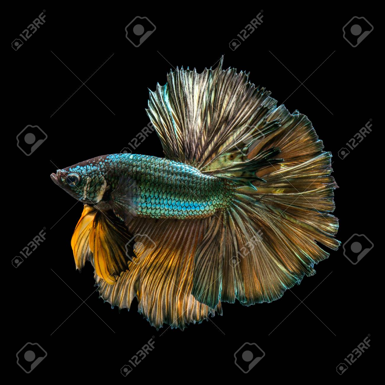 fighter fish gold