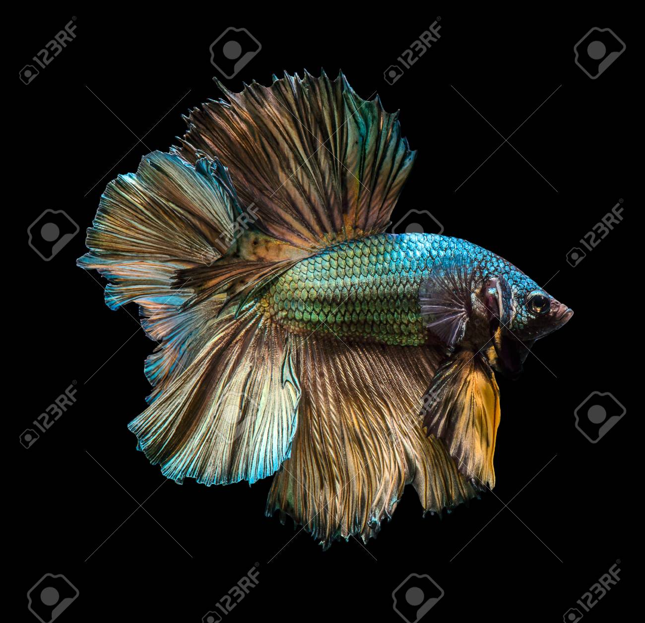 Capture The Moving Moment Of Golden Copper Siamese Fighting Fish Isolated On Black Background Betta Fish Stock Photo Picture And Royalty Free Image Image 45490365