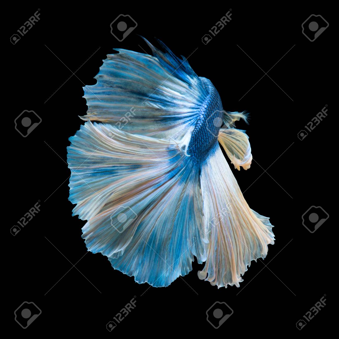 Immagini Stock Cattura Il Momento Commovente Del Pesce Azzurro