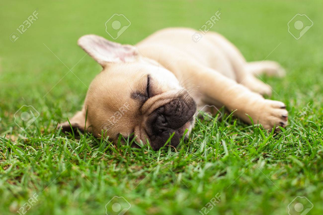 little sleeping French bulldog puppie lying on a beautiful green grass - 37942903 little sleeping French bulldog puppie lying on a beautiful green grass - 37942903