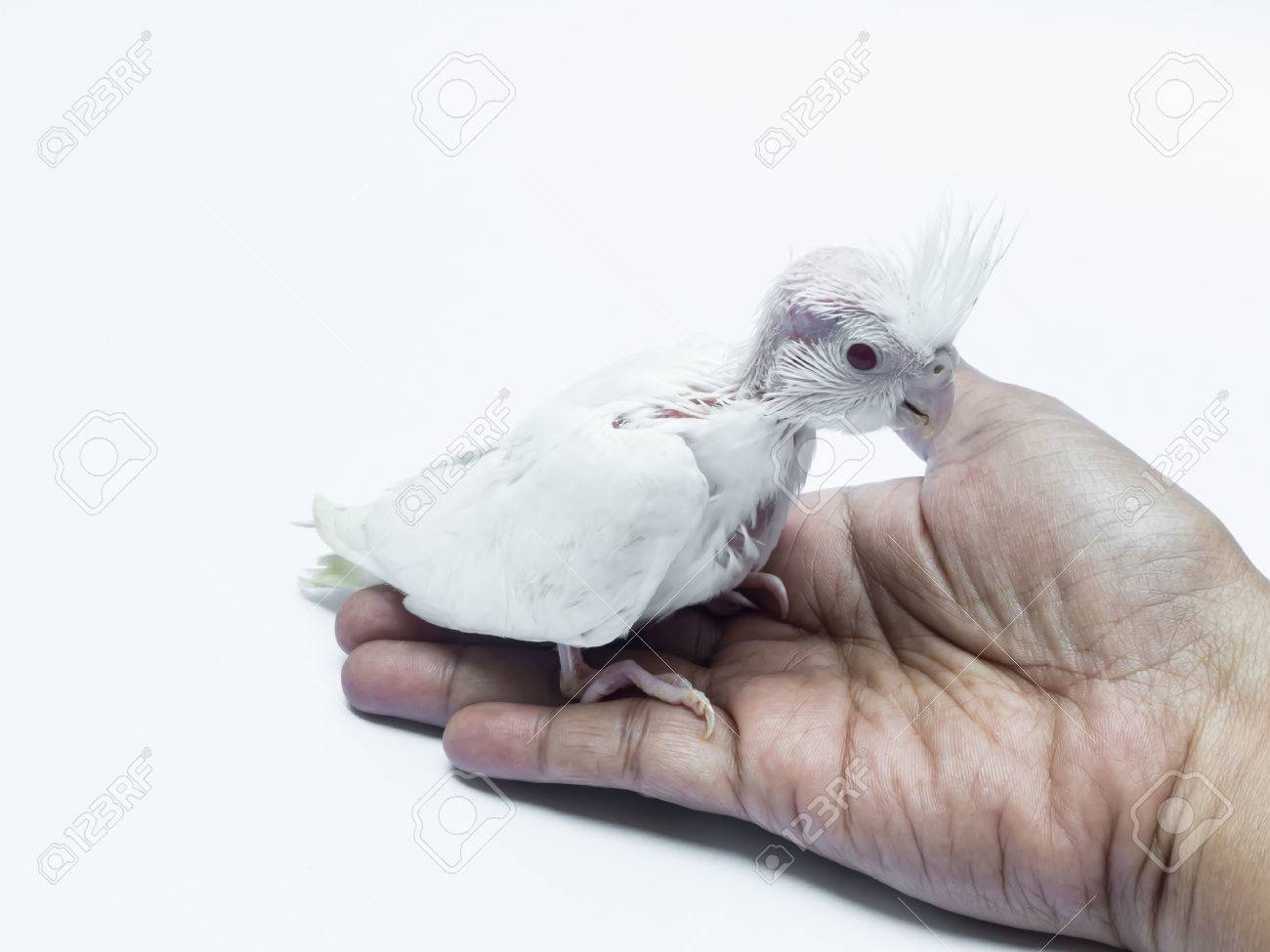 Bebe Cacatua Mascota Pajaro Fotos Retratos Imagenes Y Fotografia De Archivo Libres De Derecho Image