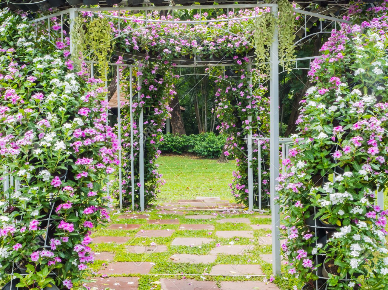 клематис вьюн многолетний. жимолость каприфоль на шпалере. ботанический сад плетистые розы. вьющимися цветами. клематис на садовой арке.