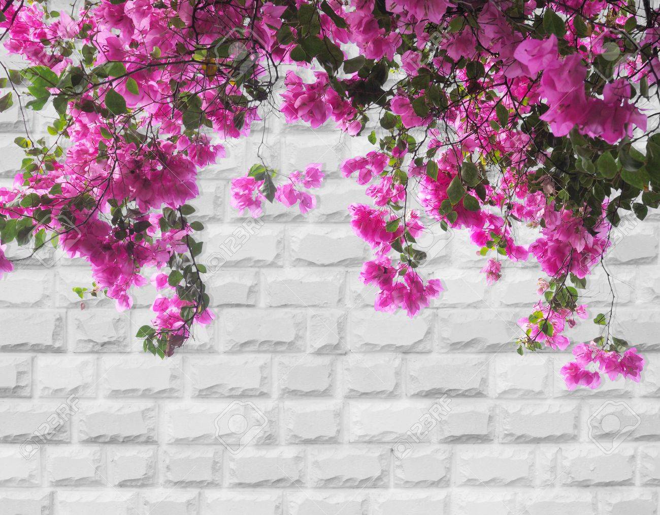 pink bougainvillea flower on grey brick wall background stock photo