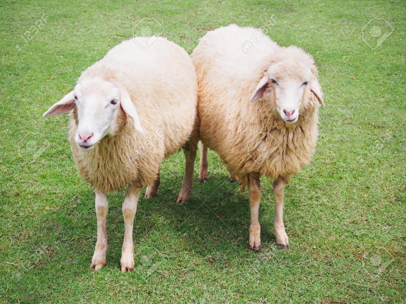 Is It 2 Sheep Or 2 Sheeps?