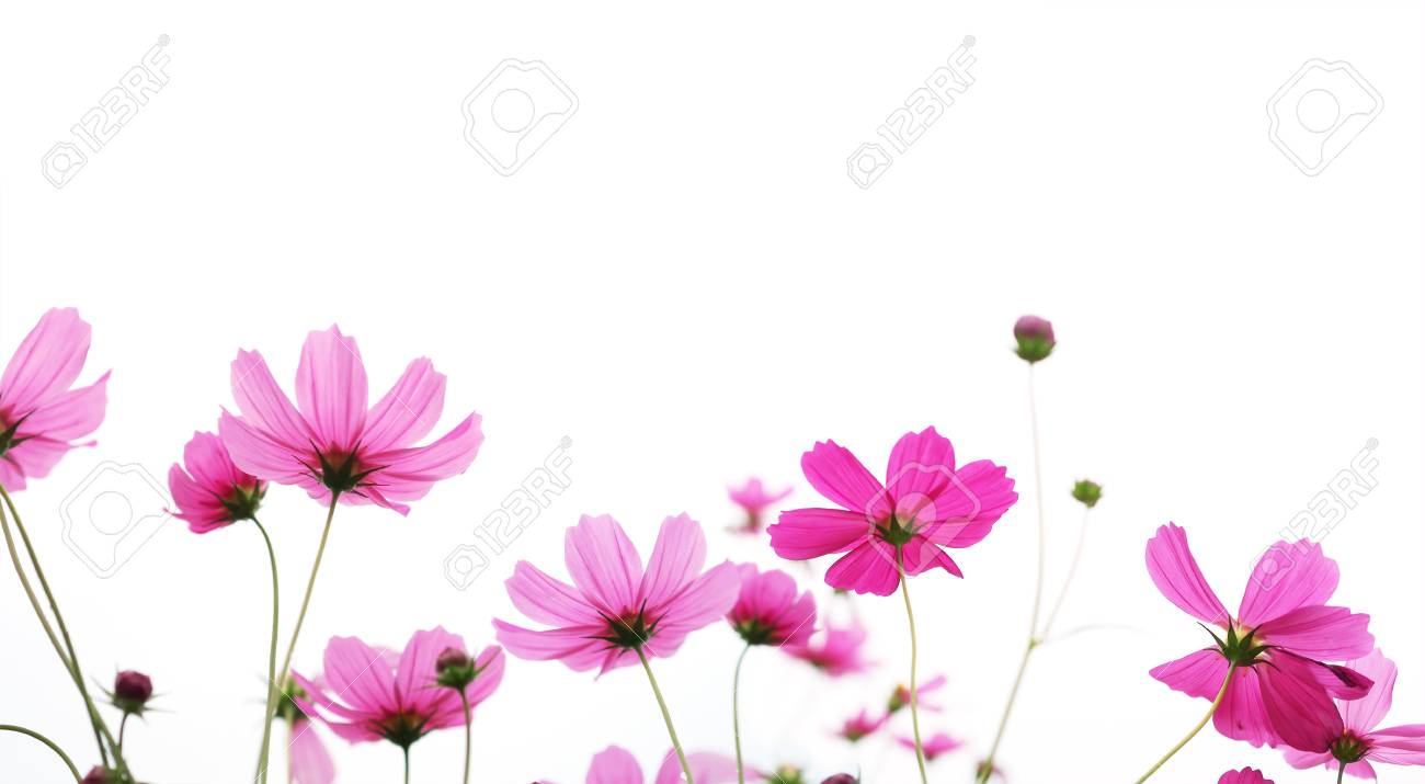 Close Up Pink Cosmos Flower In The Meadow Isolated On White Background Stock Photo Picture And Royalty Free Image Image 98134569