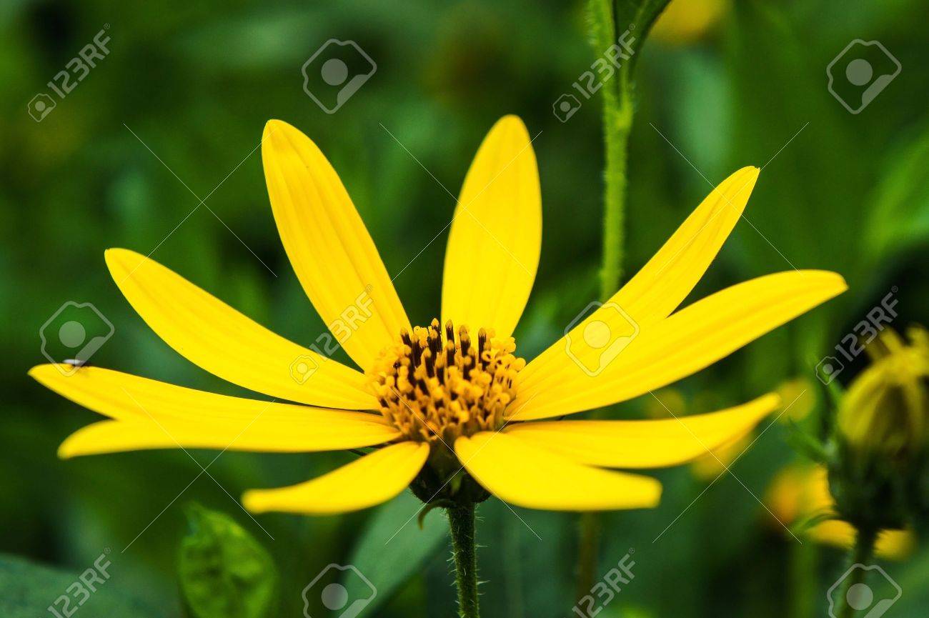 etiam-dictum-ipsum-a-felis