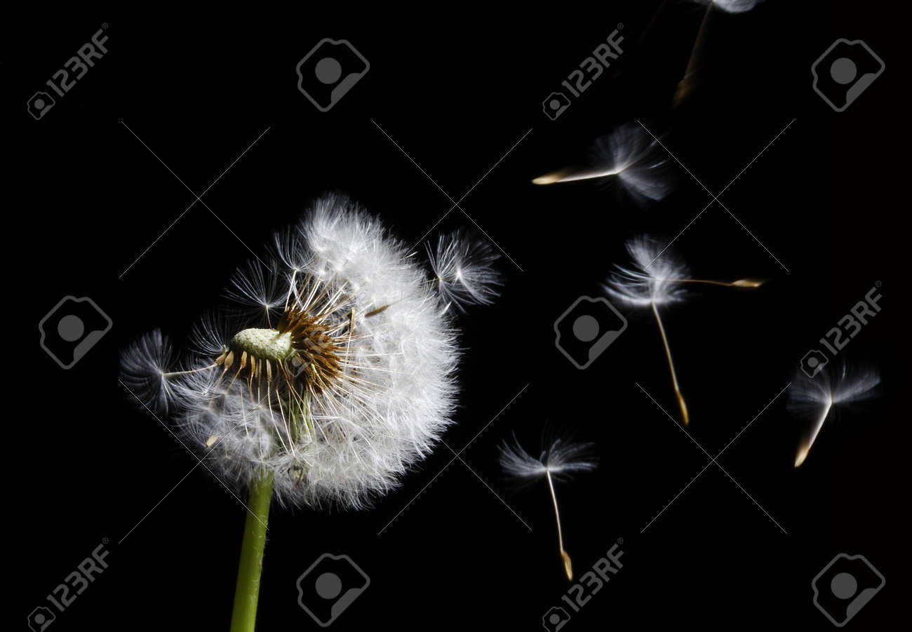 silhouette of dandelion in the wind on black background - 4477291 silhouette of dandelion in the wind on black background - 4477291
