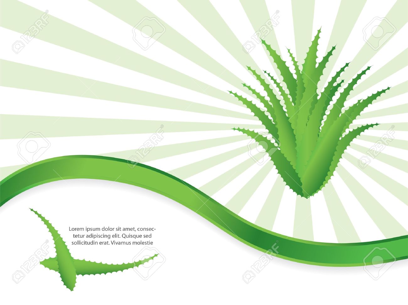 Special Green Background With Aloe Vera Design Royalty Free Cliparts Vectors And Stock Illustration Image