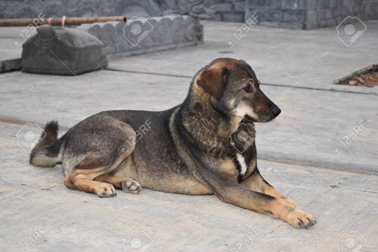 beautiful street dog