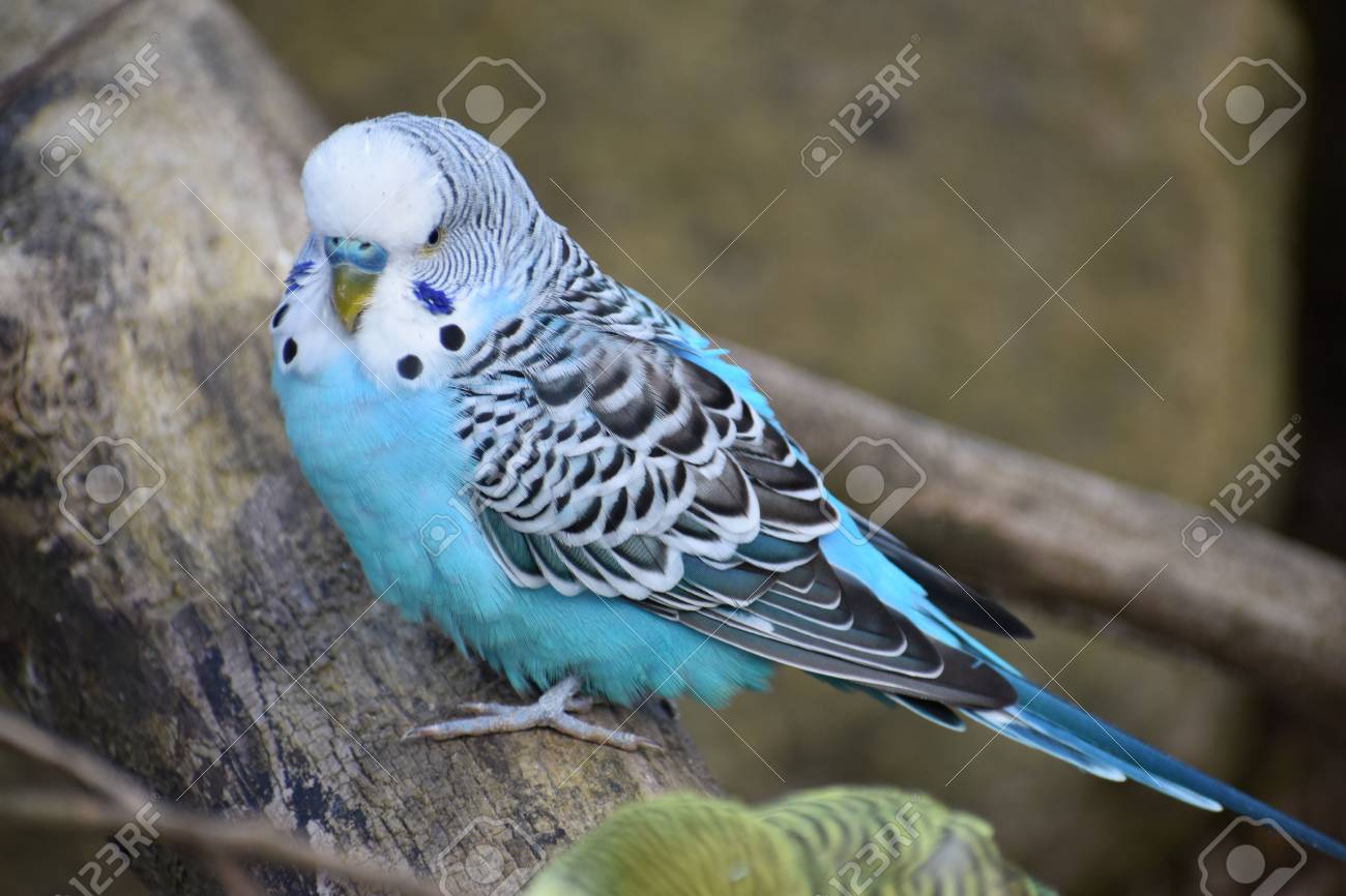 small budgie