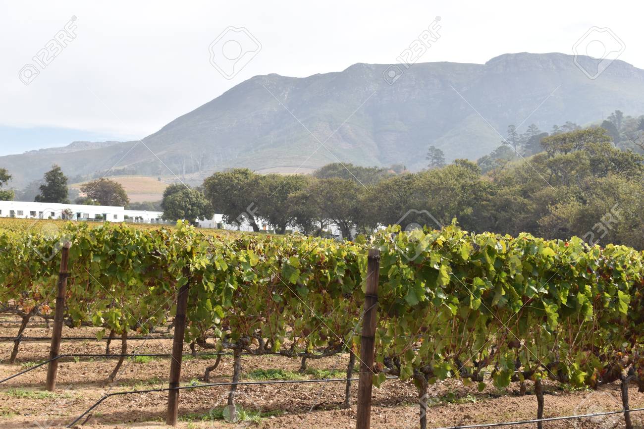 groot constantia wine farm