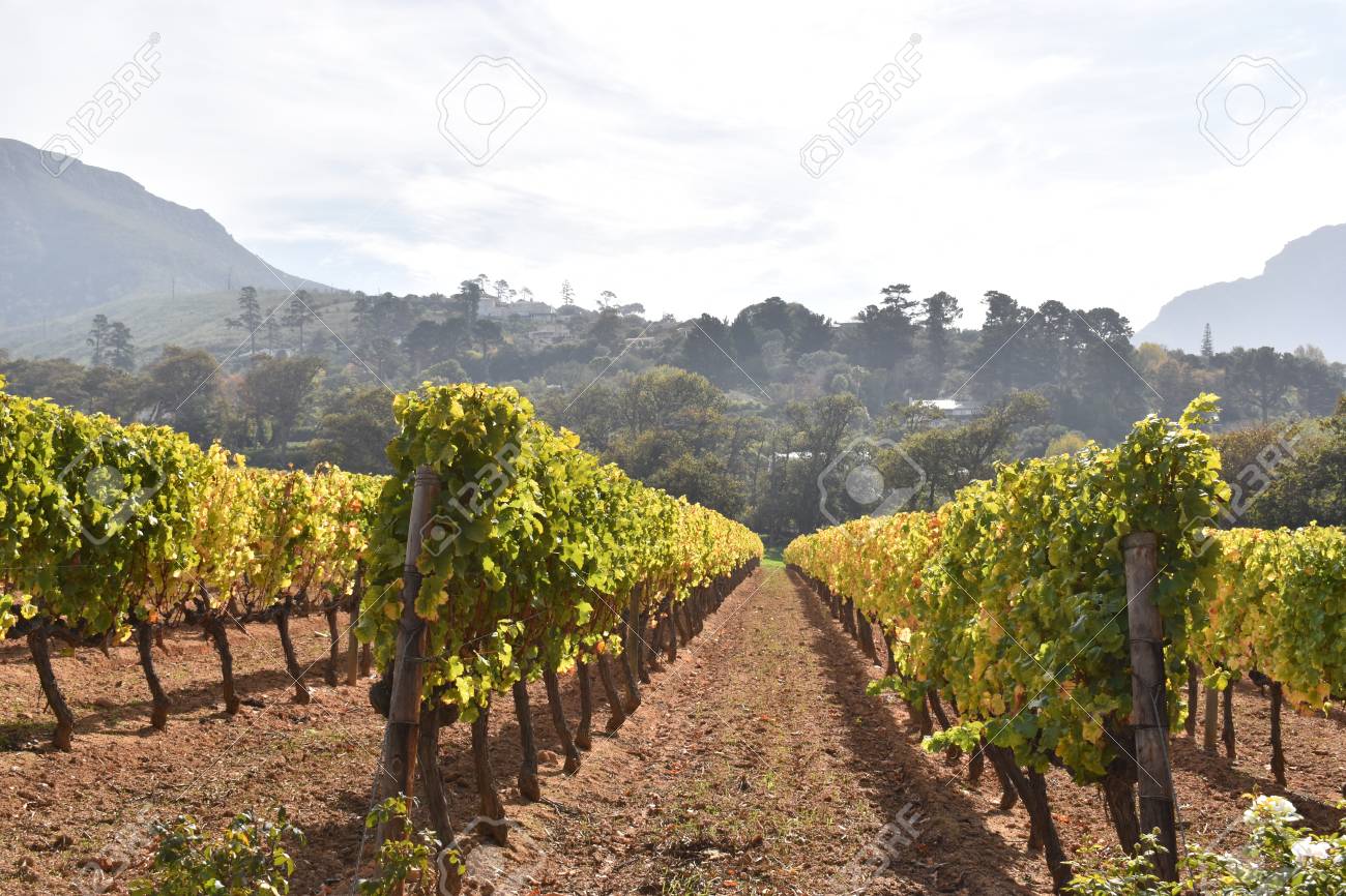 groot constantia wine farm