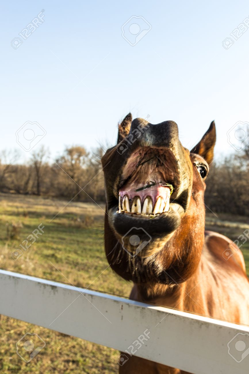 唇を開くと 歯を示す面白い表現と茶色の馬 の写真素材 画像素材 Image