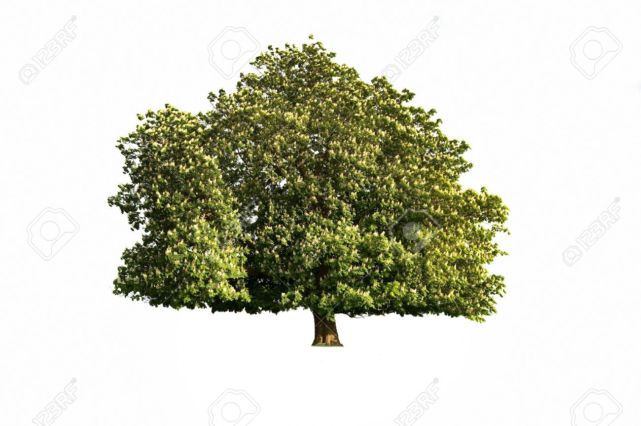 Un Arbre Isolé Marronnier En Fleur