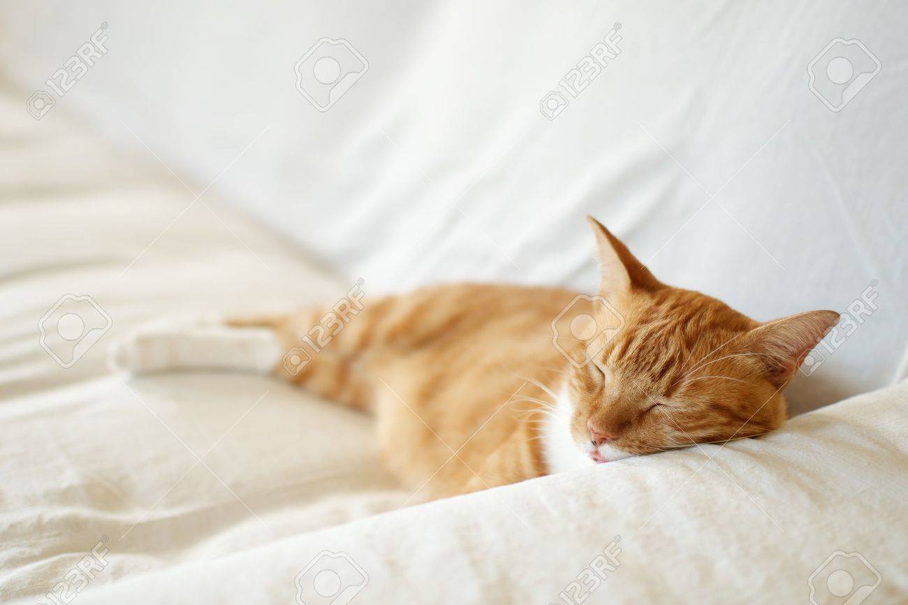 L Existence Supportable D Un Chat De Chat Sieste Sur Le Canape Choisissez Le Foyer Banque D Images Et Photos Libres De Droits Image