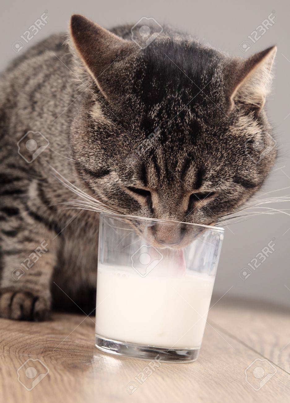 drinking cat milk