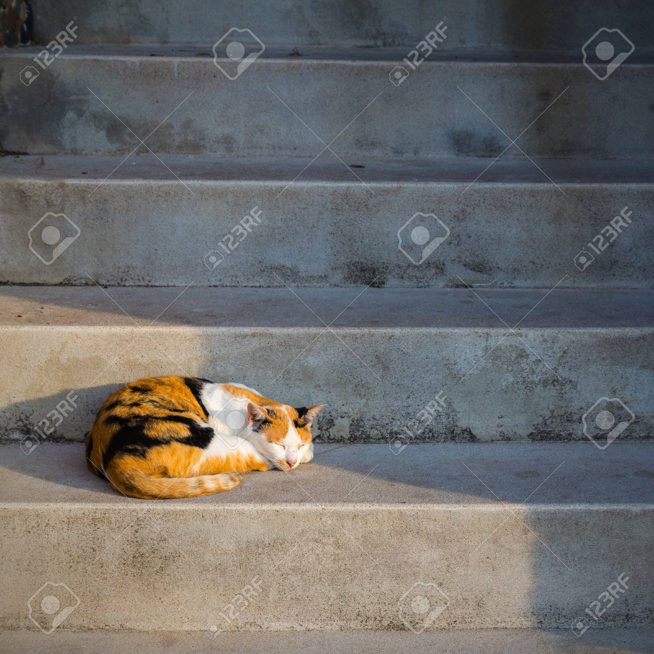 stair cat