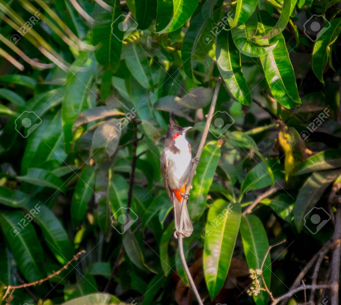 etiam-dictum-ipsum-a-felis