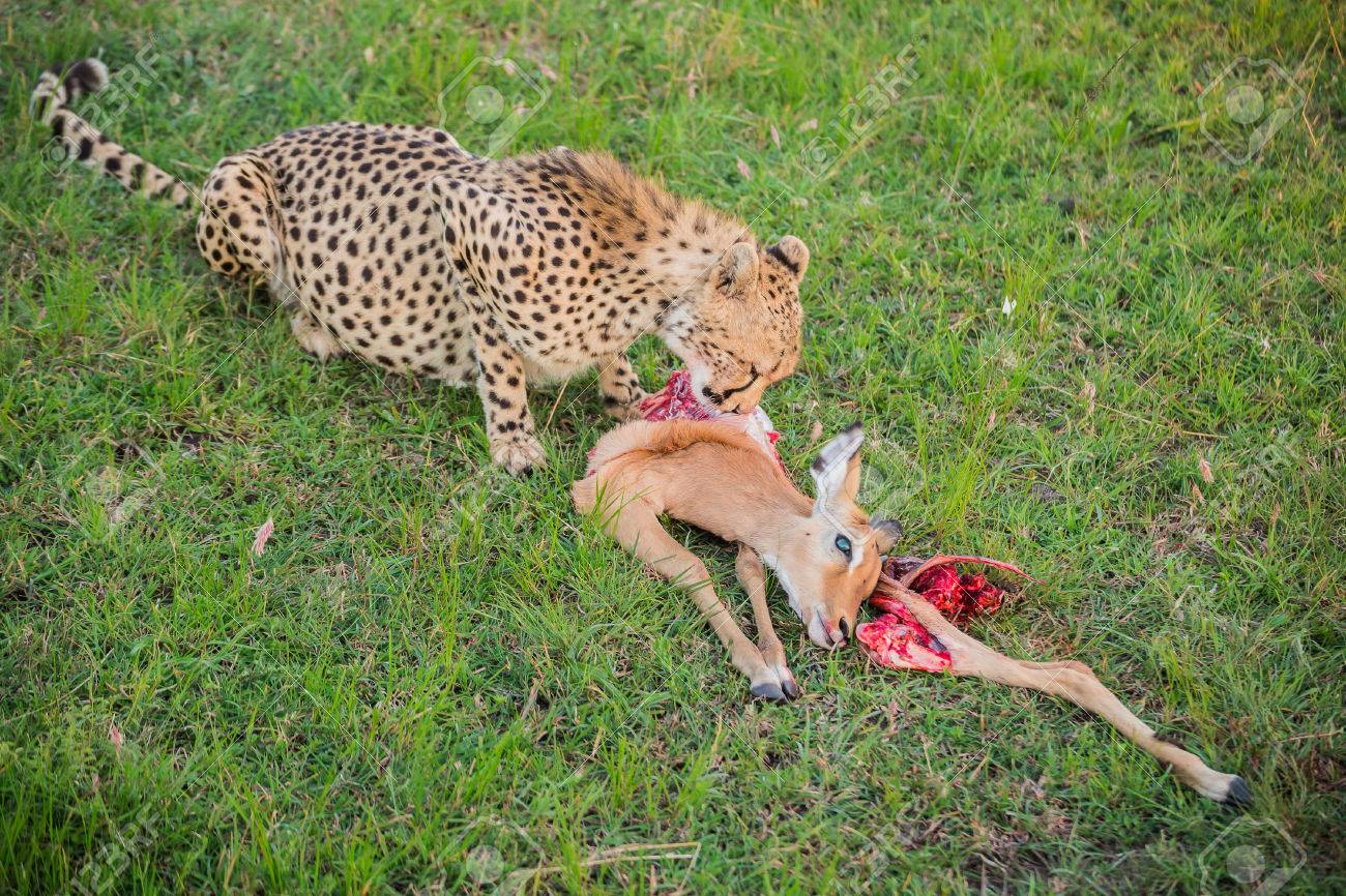 small cheetah eating a caught impala in the maasai mara national