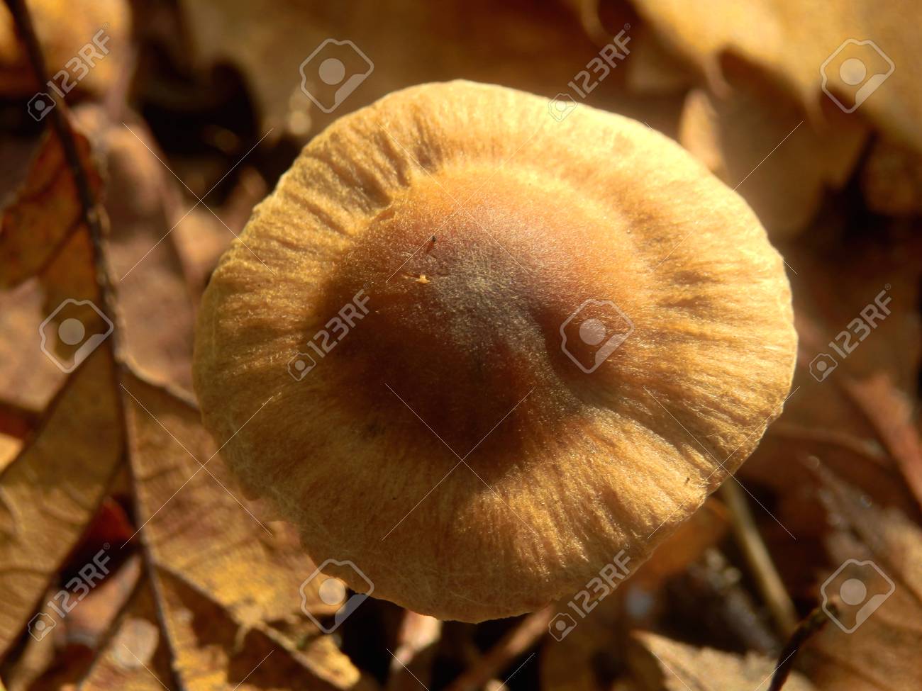 a fresh specimen of
