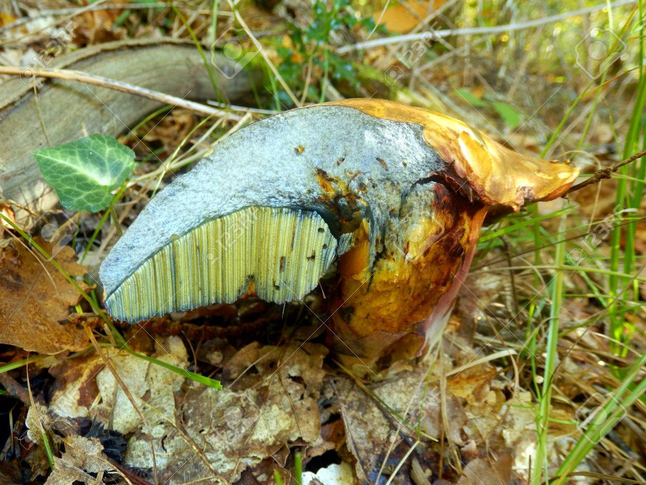 False boletus: photo, signs, looks like 74 False boletus: photo, signs, looks like 49