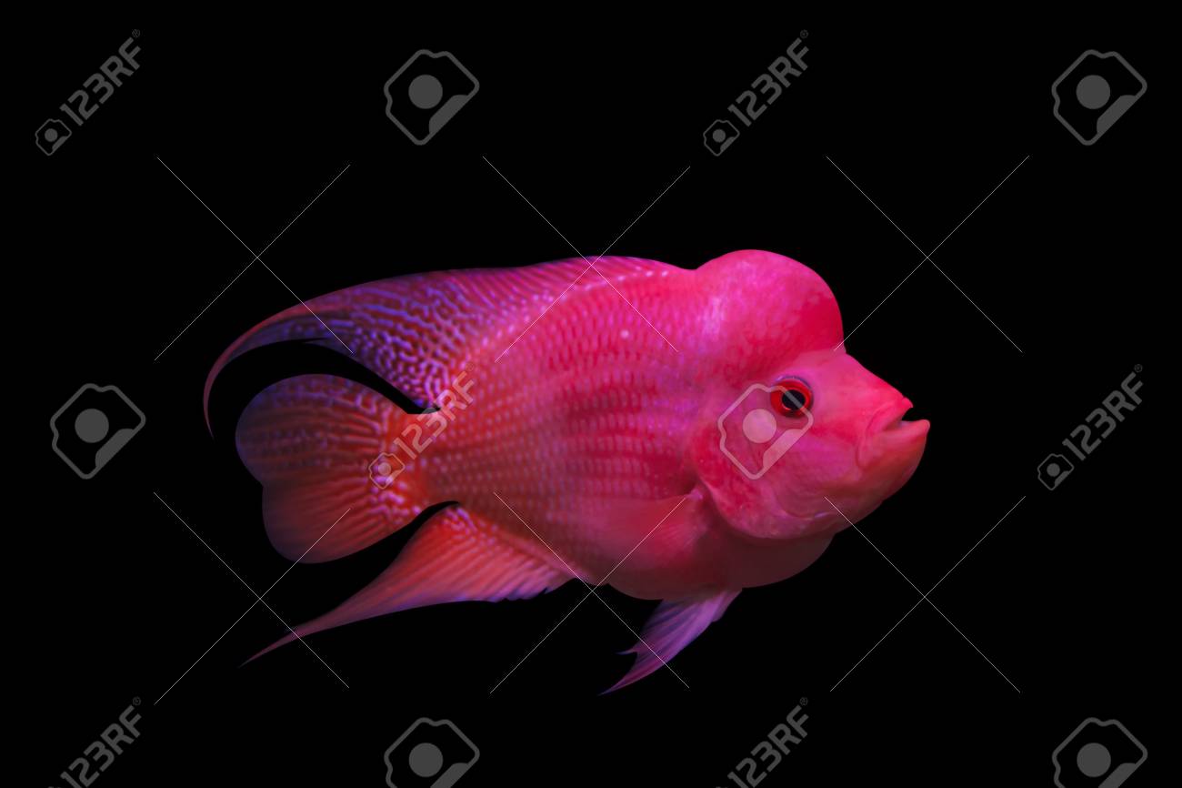 水族館の魚 黒の背景の花の角魚 の写真素材 画像素材 Image