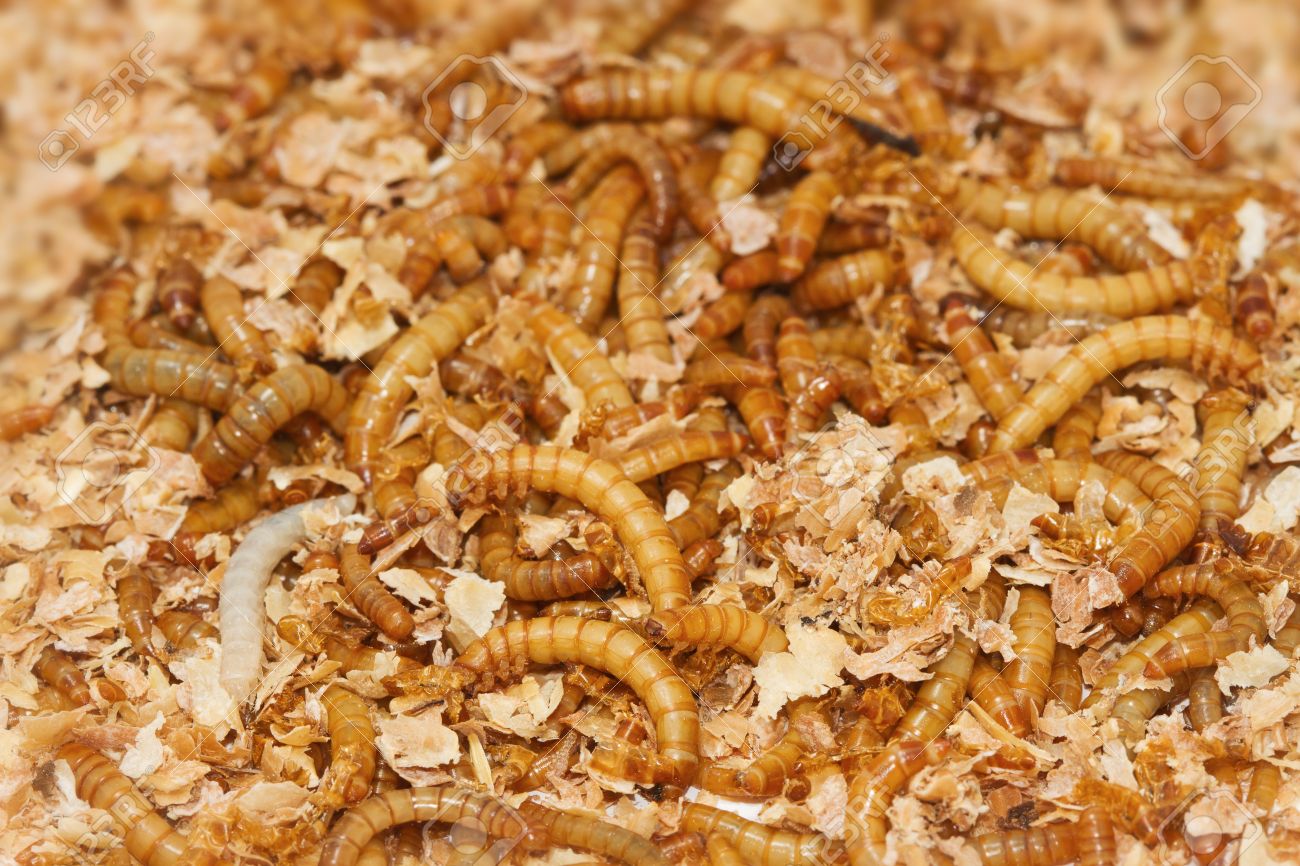 Meal Worms In Wheat Bran Stock Photo Picture And Royalty Free Image Image 16418768