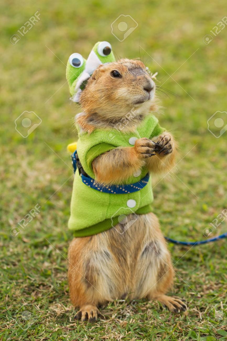 prairie dog clothes