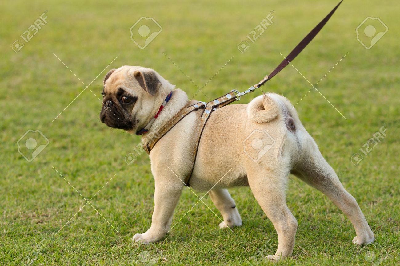 pug leash