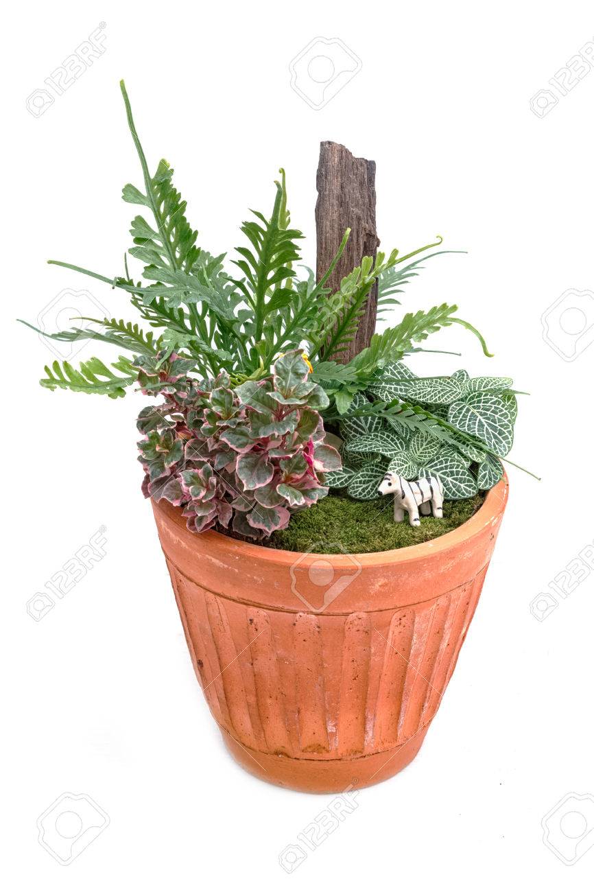 Miniatur Garten In Einem Topf Auf Weissem Isolieren Lizenzfreie Fotos Bilder Und Stock Fotografie Image 57245646