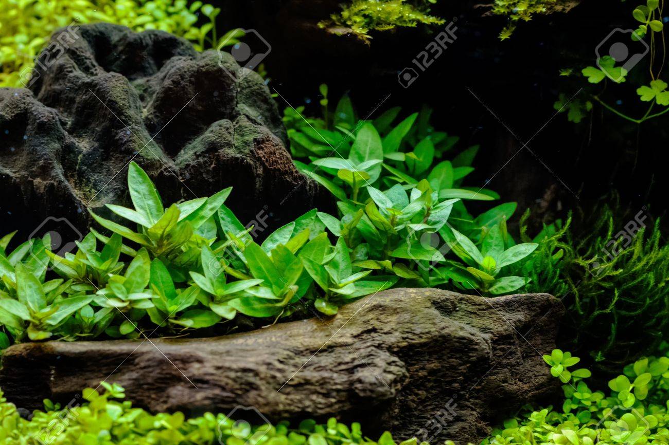 river rock sea of