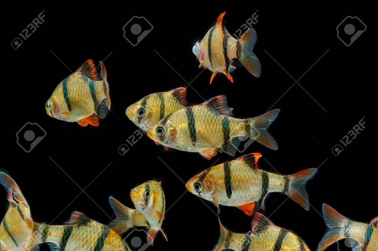水族館の魚 虎はバーブ魚 スマトラ バーブ プンティウス Tetrazona です の写真素材 画像素材 Image