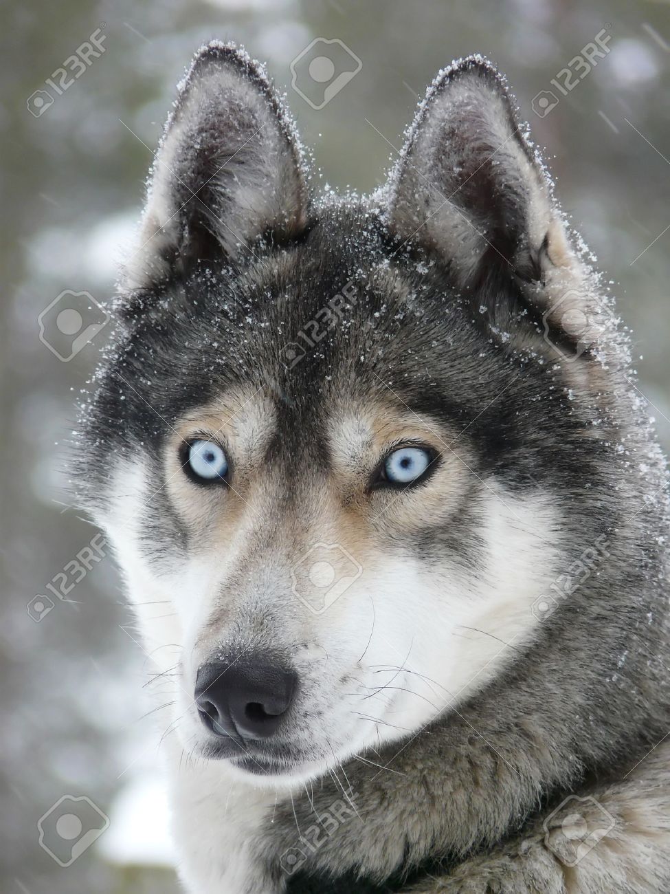 雪の中で青い目を持つシベリアン ハスキー犬そり犬 の写真素材 画像素材 Image 雪の中で青い目を持つシベリアン ハスキー犬そり犬 の写真素材 画像素材 Image