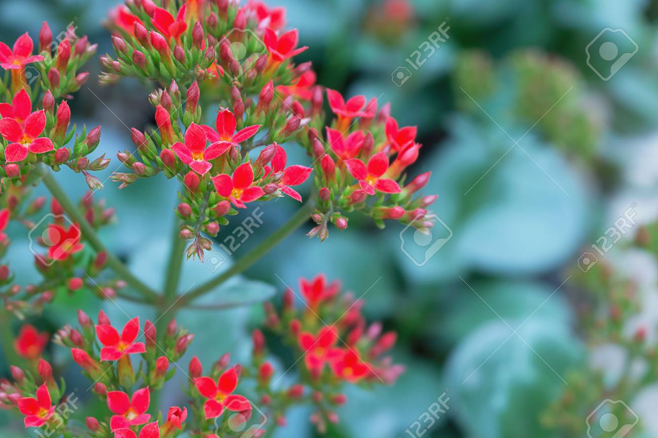 赤のカランコエの花 の写真素材 画像素材 Image 赤のカランコエの花 の写真素材 画像素材 Image