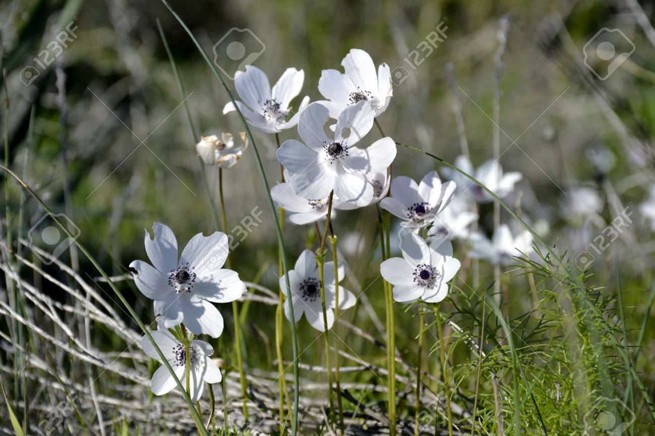 野生のアネモネの花と緑の葉の詳細 の写真素材 画像素材 Image