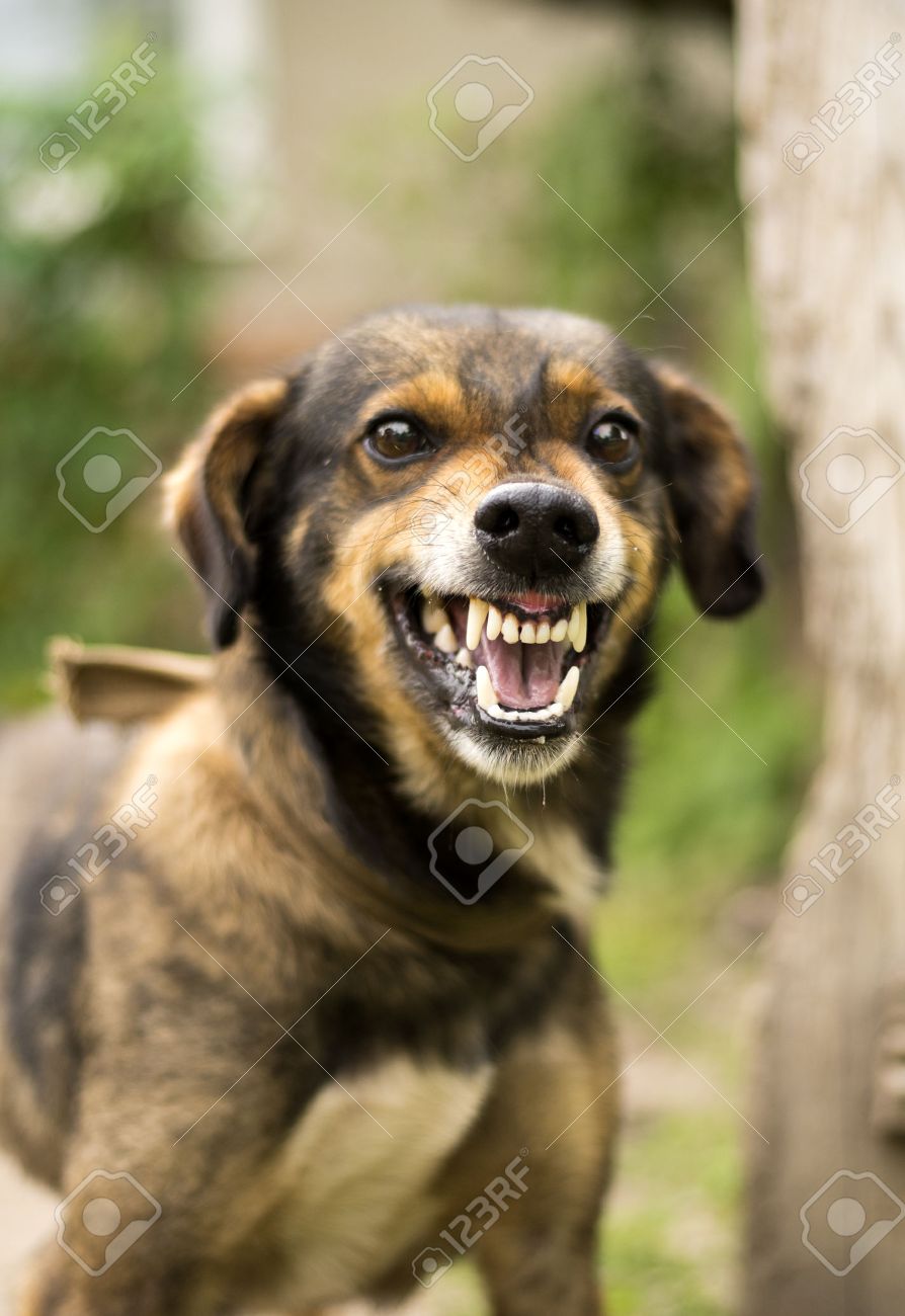 激怒の積極的な怒っている犬 空腹の牙と顎を笑顔 よだれを垂らします の写真素材 画像素材 Image