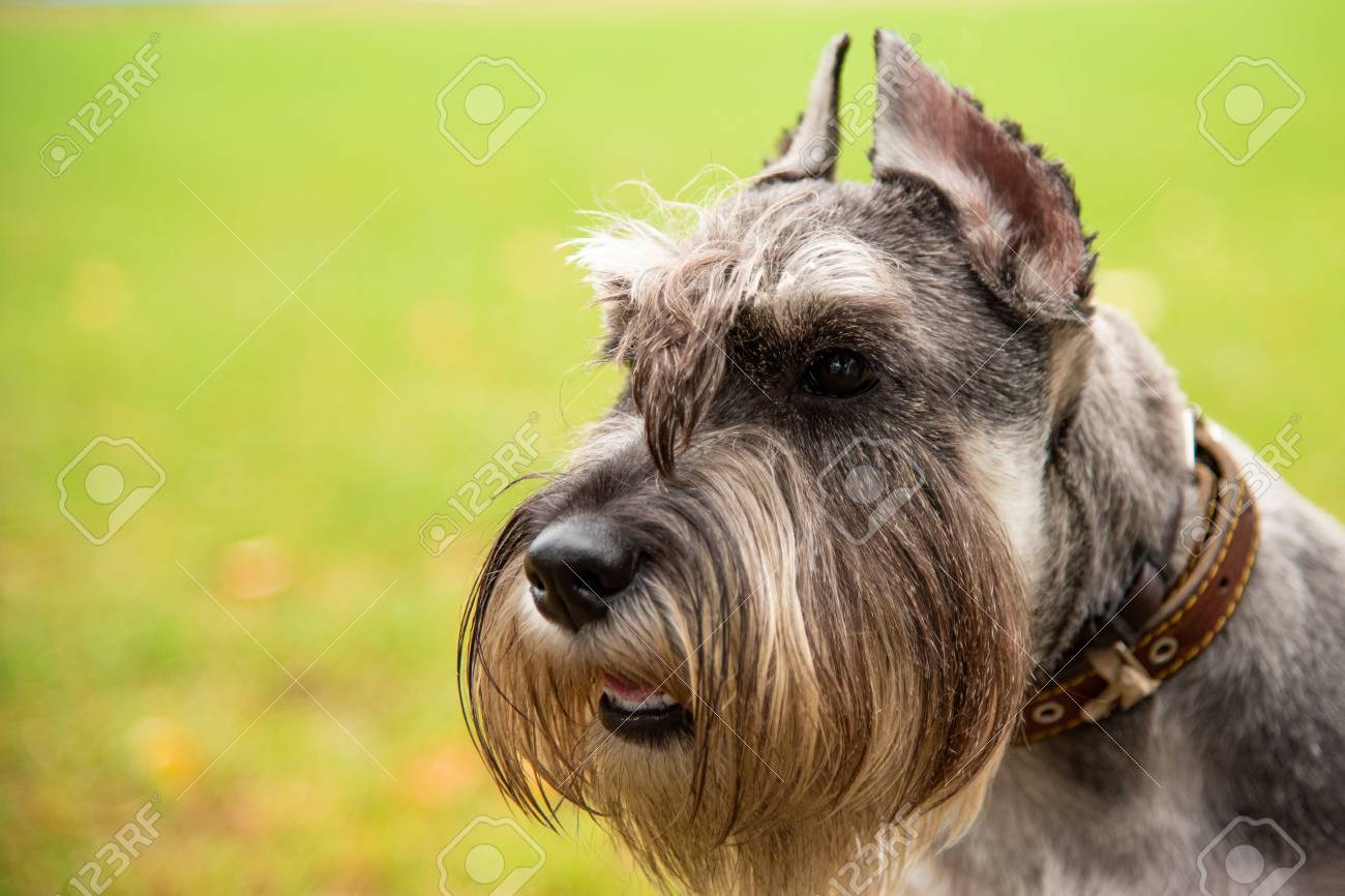 mini schnauzer